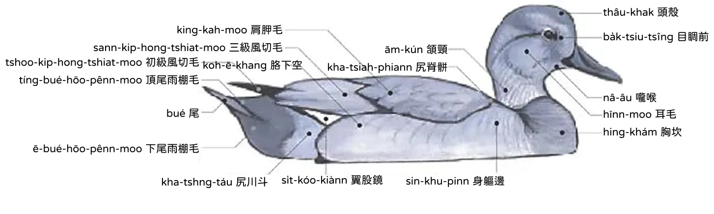鴨 ah