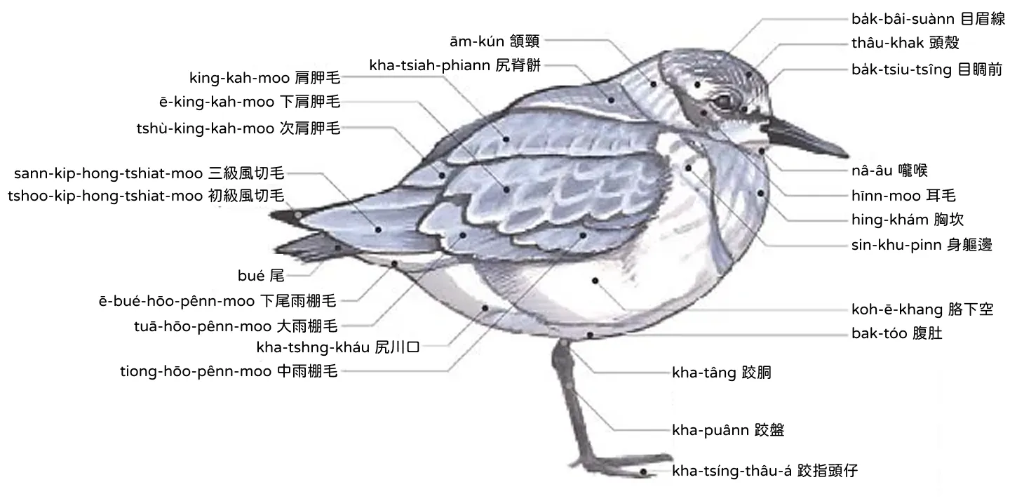 鷸鴴 lu̍t-hîng