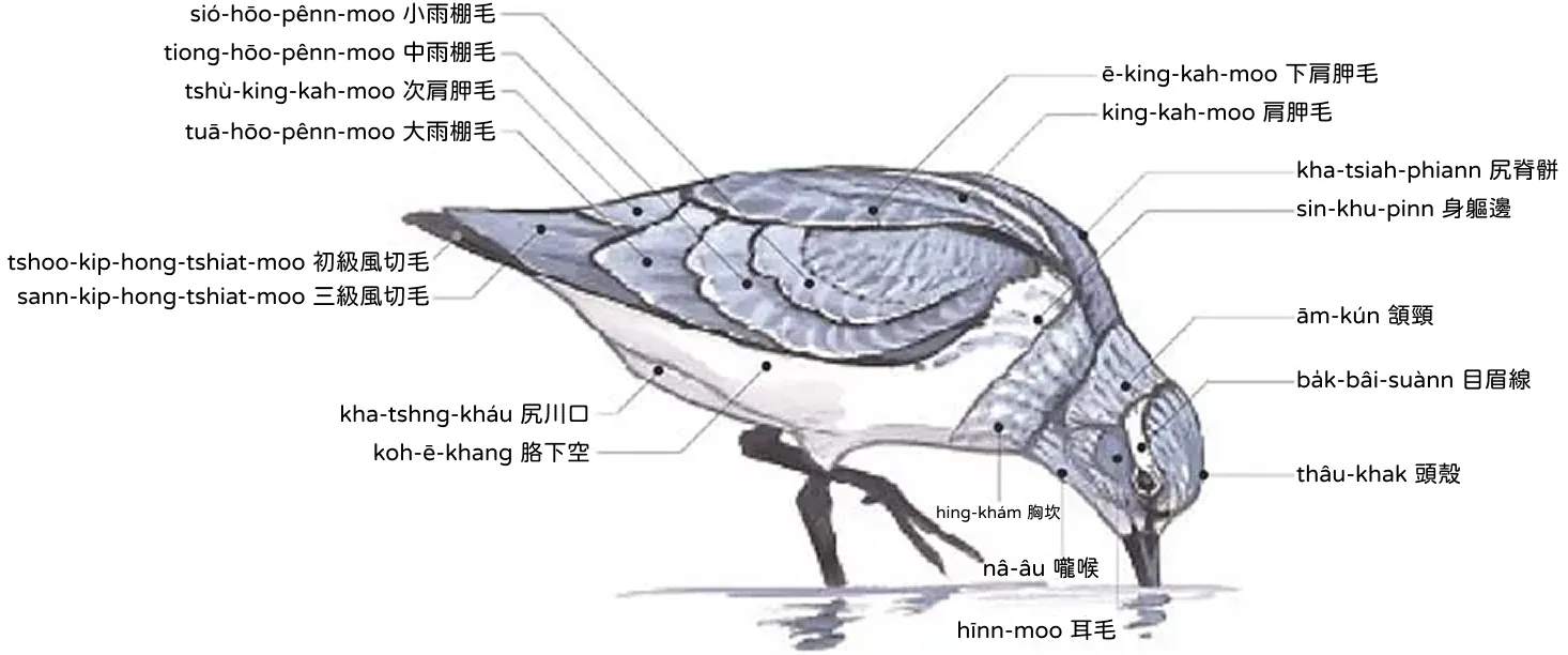 鷸鴴 lu̍t-hîng