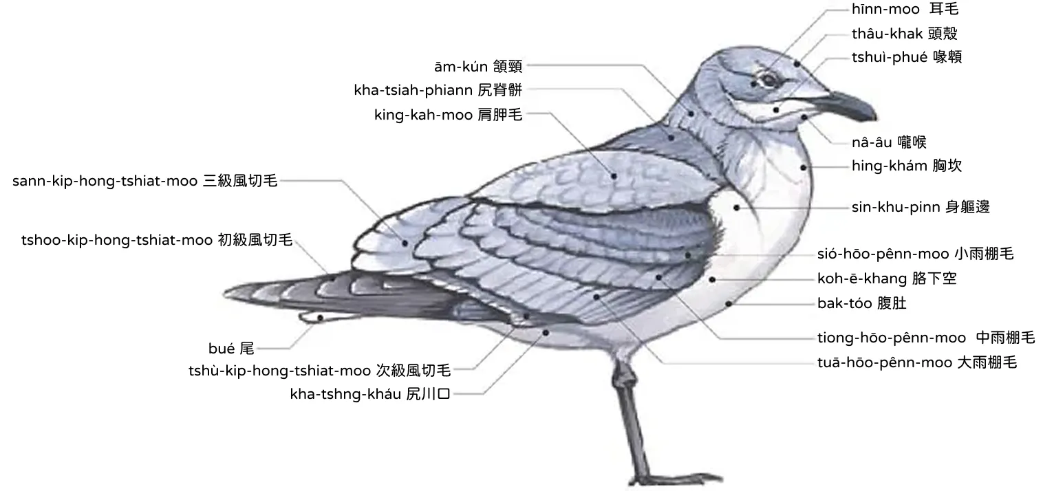 鷗 oo