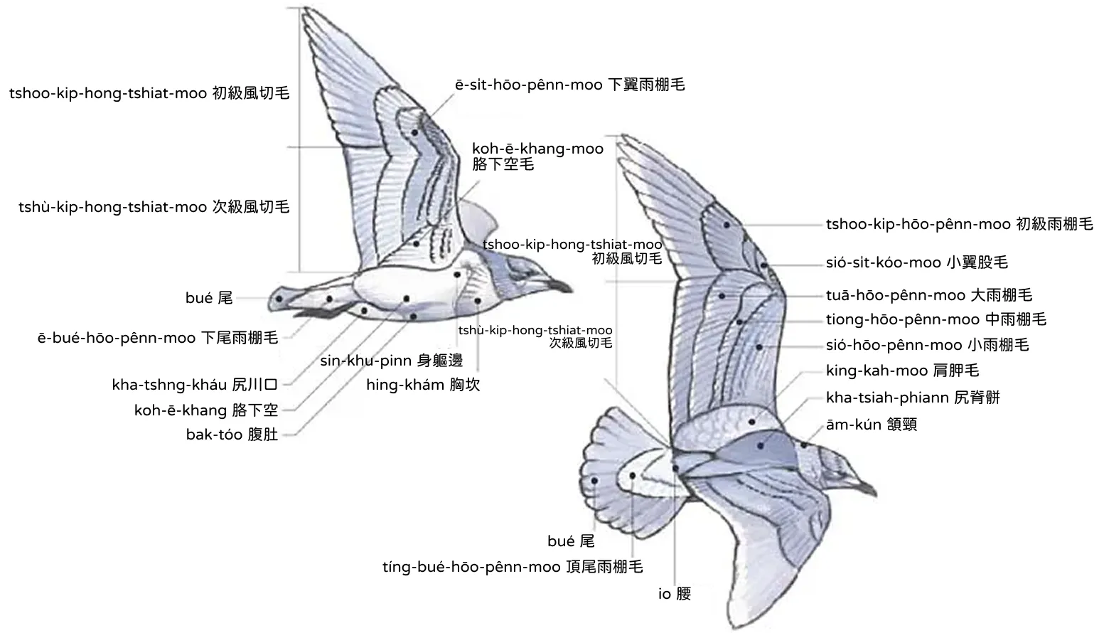 鷗 oo