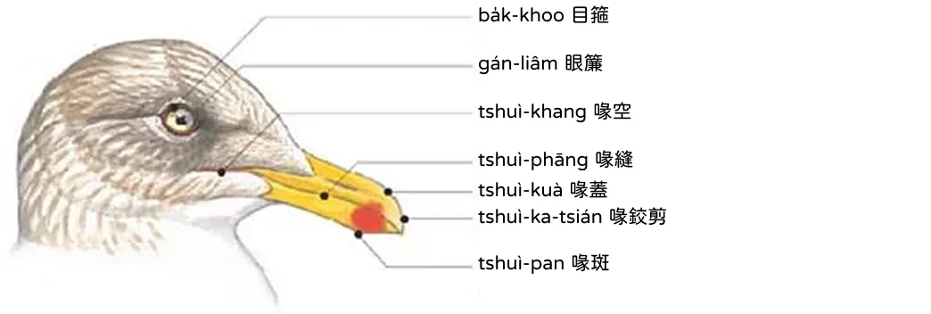 鷗 oo