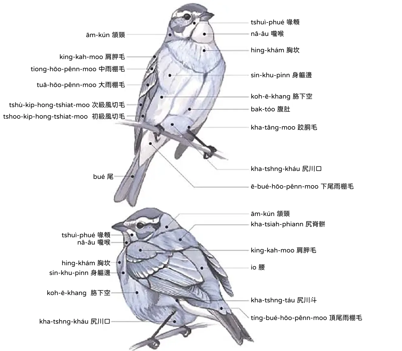 身軀 sin-khu