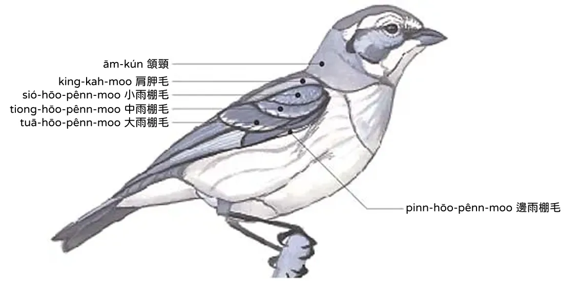 身軀 sin-khu