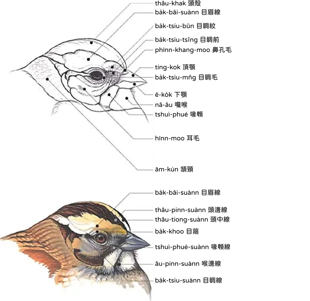 頭 thâu