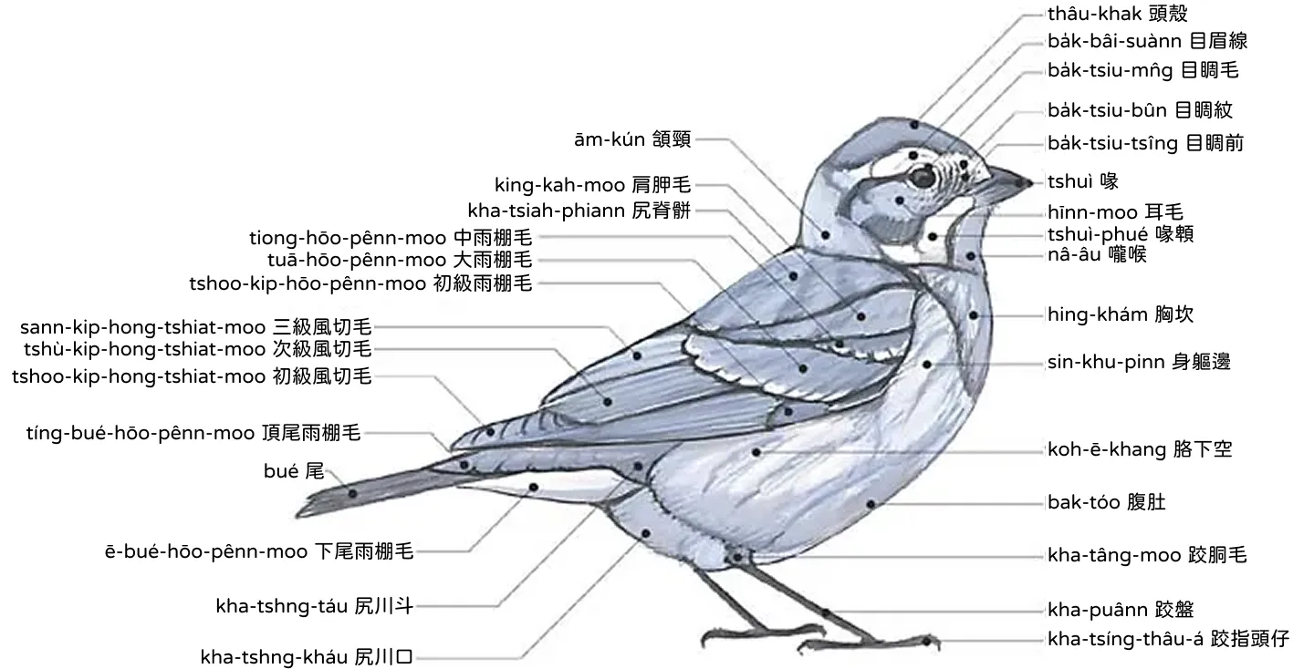 雀 tshiok