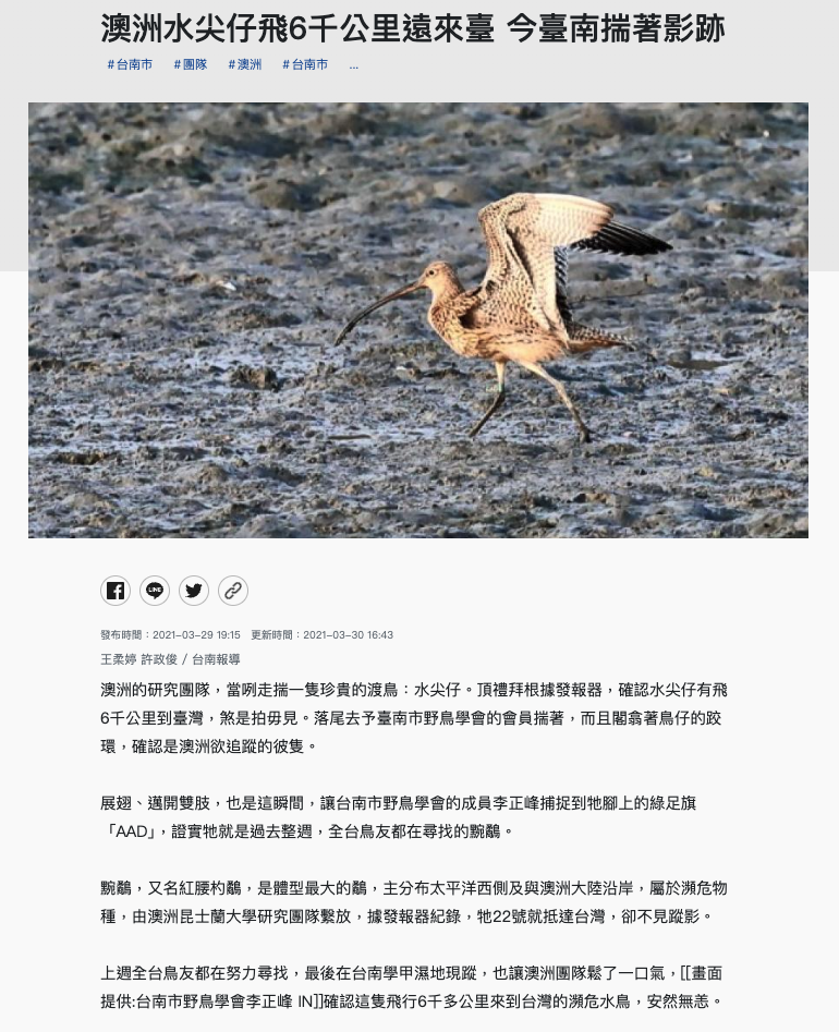 澳洲水尖仔飛6千公里遠來臺 今臺南揣著影跡