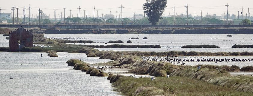 鳥仔 ê 名:現代鳥仔名台語新詞討論